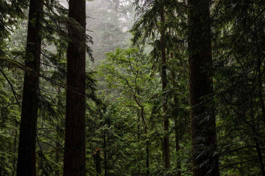 towering trees in a misty forest